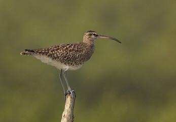 Whimbrel perched on mangrove tree log at Sundarban tiger reserve, India