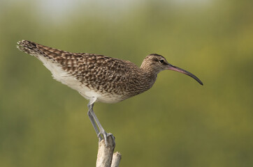 Closeup of a Whimbrel perched on mangrove tree log at Sundarban tiger reserve, India