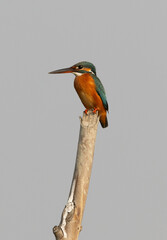Common kingfisher at Sundarban tiger reserve, India
