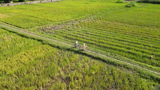 Aerial view of two people ride bicycles along a narrow path between vibrant green rice fields in Tam Coc, Vietnam. The scene captures rural tranquility and traditional agricultural landscapes.