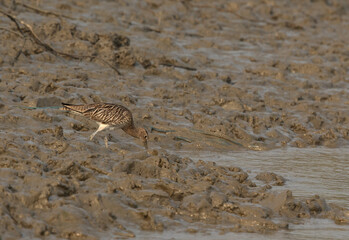 Eurasian curlew feeding in the mudflat of Sundarban tiger reserve, India
