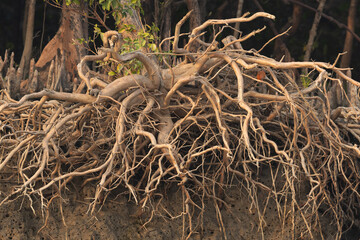Closeup of exposed roots of mangrove tree at Sundarban tiger reserve, India