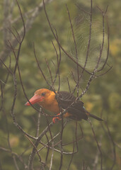 Brown-winged kingfisher perched on mangrove tree at Sundarban tiger reserve, India