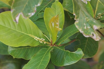Foliage and flowers of a sea almond, Terminalia catappa