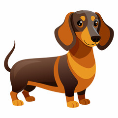 dachshund dog isolated on white, Color vector illustration. Pet animal, Cartoon Vector 