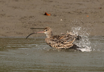 Eurasian curlew bathing in a river channel at Sundarban tiger reserve, India