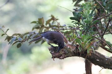 Brown jay, Cyanocorax morio, in a forest