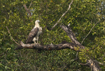 White-bellied sea eagle in mangrove forest habitat of Sundarban tiger reserve, India