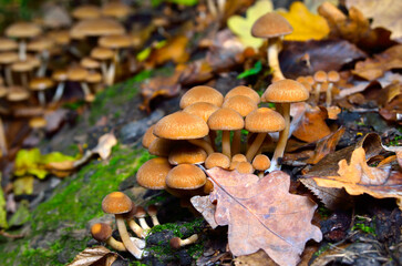 Brown mushrooms clustered on a mossy log in the forest.