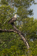 White-bellied sea eagle in mangrove forest of Sundarban tiger reserve, India
