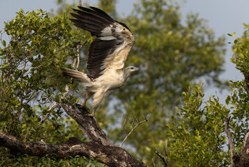 White-breasted sea eagle takeoff  from a mongrove tree at Sundarban tiger reserve, India