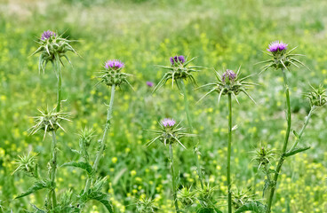 wild plants, wild thorn photos