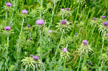 wild plants, wild thorn photos