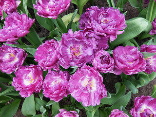 Close-up of beautiful purple tulip flowers in full bloom. A field of purple tulips in Keukenhof garden, Lisse, the Netherlands, Europe.
