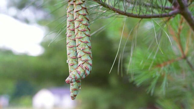Slow panning shot of a pair of unopened pine cones still attached to a pine tree