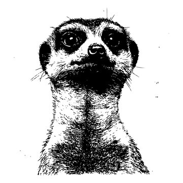 meerkat black and white vector illustration
