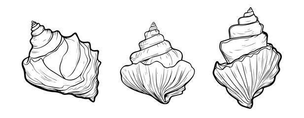 sea shell vector illustration – black and white sketch