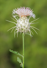 wild plants. prickly plant photos.