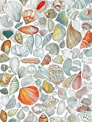 Seashells sea life pattern, multicolored, line seamless drawing, white background
