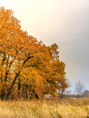 Field of trees with leaves that are yellow and brown