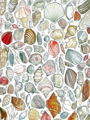 Seashells sea life pattern, multicolored, line seamless drawing, white background