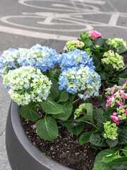 Pot of flowers with blue and white flowers and pink flowers