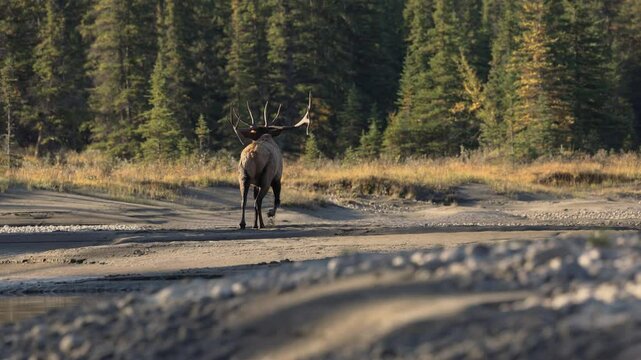 Bull elk bugling during the rut in Banff National Park, Canada. 