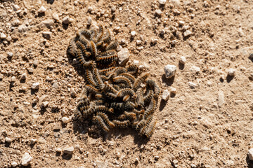 Group of processionary caterpillars in the ground.