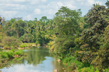 close-up hanging Mariana fruit bat Pteropus mariannus