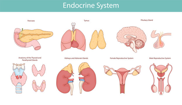 Endocrine system. Illustration of human organs: thyroid gland, parathyroid gland, thymus gland, adrenal glands, pancreas, gonad gland, pineal gland.