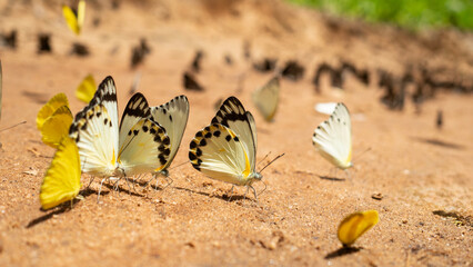 Mariposas en Ghana