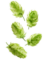 Fototapeta premium Fresh green hops falling on transparent background for brewery or beer label