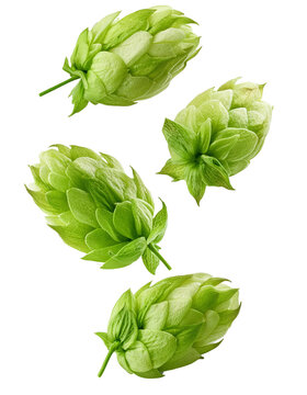 Fresh green hops falling on transparent background for brewery or beer label