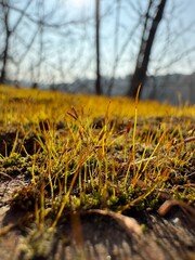 grass in autumn