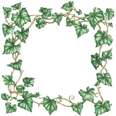 A beautifully detailed illustration of ivy leaves framing a blank space. Perfect for nature-themed projects, invitations, or decor. Add a touch of elegance with this greenery.