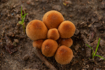 A shallow focus close-up of Young Honey Fungus caps growing out of soil
