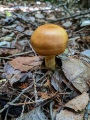 A close-up of a Larch Bolete Mushroom popping through leaves on the forest floor