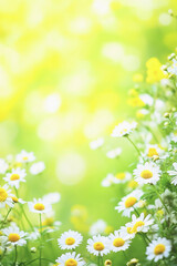Bright floral meadow with daisies during sunny day