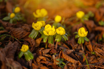 Rannik zimowy (Eranthis hyemalis), żółte kwiaty, sezon wiosenny w parku, tło lub tapeta