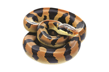 Fototapeta premium Coiled yellow and black patterned snake, isolated on white background, reptiles or wildlife