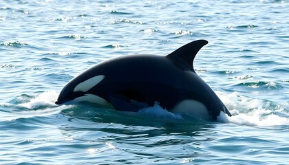 Fototapeta premium a black and white orca in the water