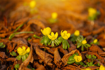 Rannik zimowy (Eranthis hyemalis), żółte kwiaty, sezon wiosenny w parku, tło lub tapeta