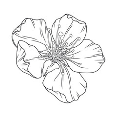 Beautiful apricot flower, graceful thin line. Japanese sakura blossom. Hand drawn cherry, or almond bloom sketch, outline. Vector illustration © Vodoleyka