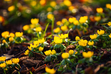 Rannik zimowy (Eranthis hyemalis), żółte kwiaty, sezon wiosenny w parku, tło lub tapeta