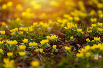 Rannik zimowy (Eranthis hyemalis), żółte kwiaty, sezon wiosenny w parku, tło lub tapeta