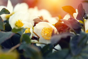 Ciemiernik (Helleborus L.), białe kwiaty, sezon wiosenny w ogrodzie	