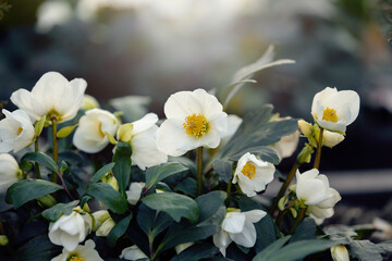 Ciemiernik (Helleborus L.), białe kwiaty, sezon wiosenny w ogrodzie	