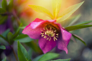 Ciemiernik (Helleborus L.), różowe kwiaty, sezon wiosenny w ogrodzie