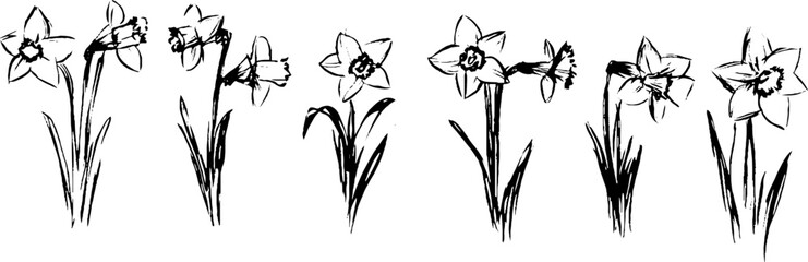 A series of hand-drawn daffodil flowers in various stages of bloom, showcasing their distinct