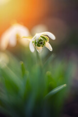 Śnieżyczka przebiśnieg (Galanthus nivalis L.), białe kwiaty wiosenne, rozmyte tło lub tapeta  © anettastar